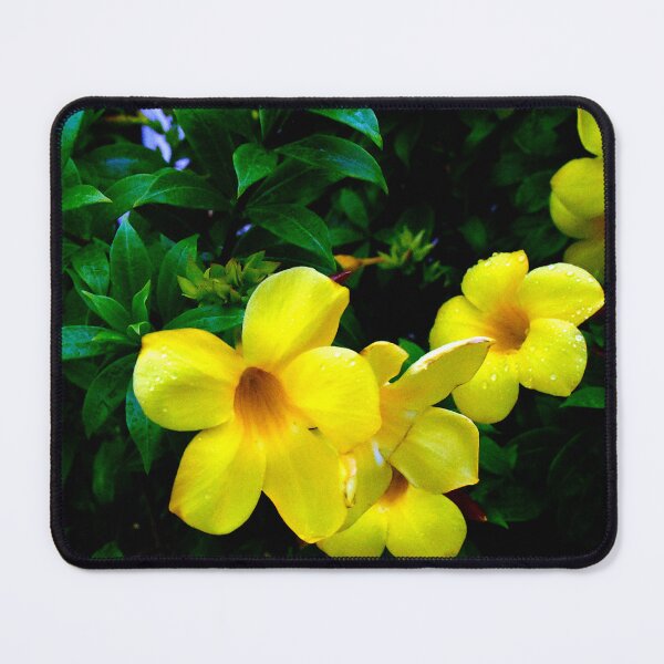 Item preview, Allamanda Cathartica Flower A designed and sold by MercerImages.