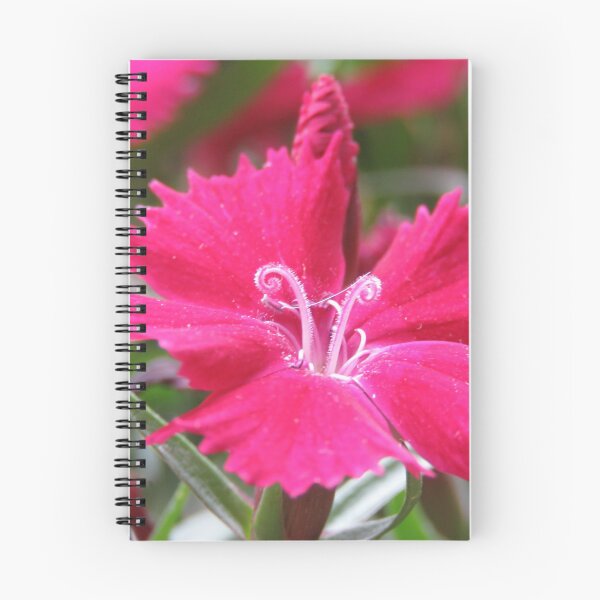 Item preview, Chen clan Academy - Pink Dianthus flowers in the garden designed and sold by exploramum.