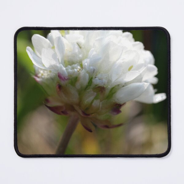 Item preview, White flower as macro shot designed and sold by SabineBeckmann.