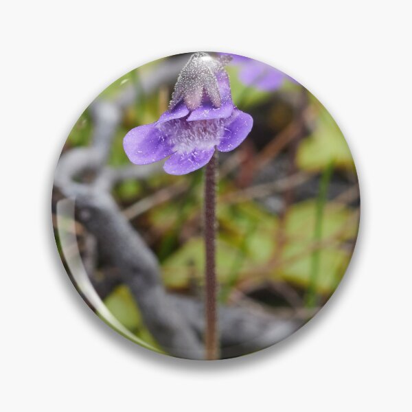 Item preview, All bugs welcome. Common butterwort designed and sold by Jouko Lehto Photography.