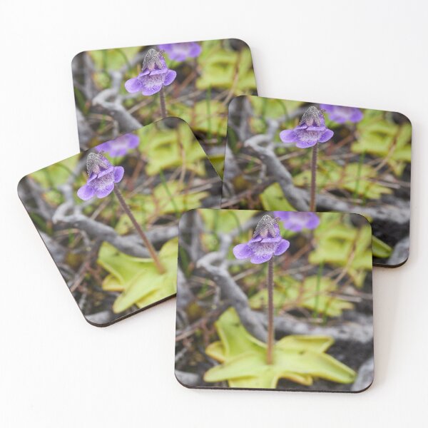 Item preview, All bugs welcome. Common butterwort designed and sold by Jouko Lehto Photography.