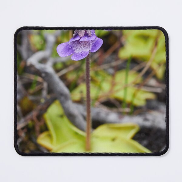 Item preview, All bugs welcome. Common butterwort designed and sold by Jouko Lehto Photography.