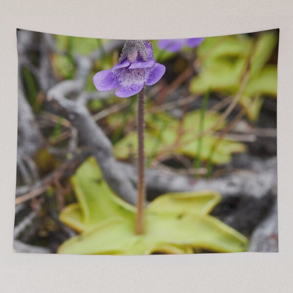 Item preview, All bugs welcome. Common butterwort designed and sold by Jouko Lehto Photography.