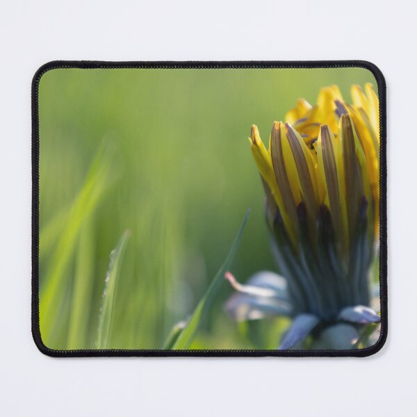 Item preview, Dandelion designed and sold by Calidris Fotografie Steffi & Ben Köppler.