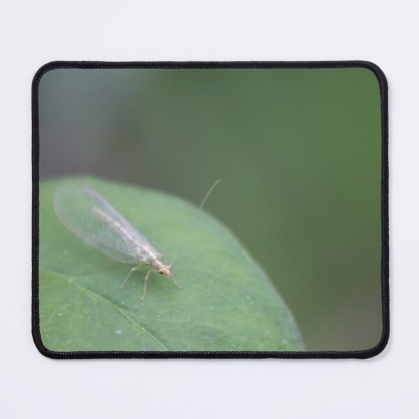 Item preview, Common green lacewing designed and sold by Calidris Fotografie Steffi & Ben Köppler.
