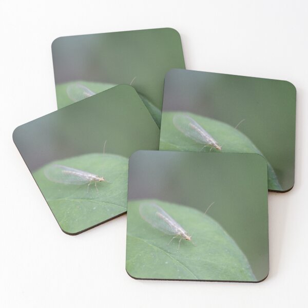 Item preview, Common green lacewing designed and sold by Calidris Fotografie Steffi & Ben Köppler.