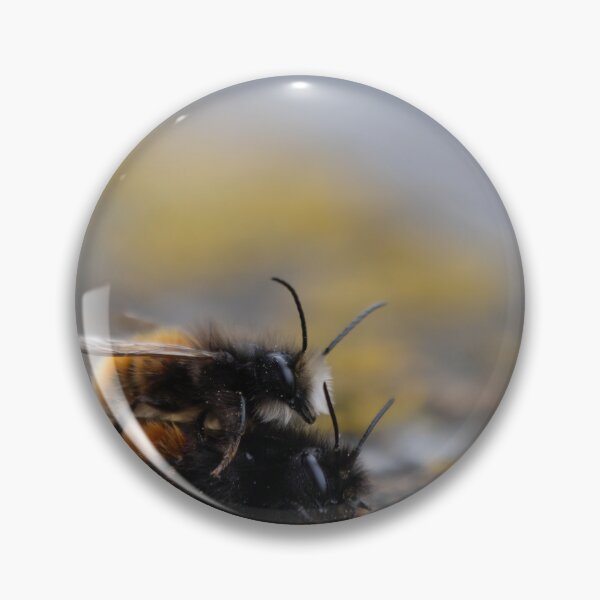Item preview, European orchard bee designed and sold by Calidris Fotografie Steffi & Ben Köppler.
