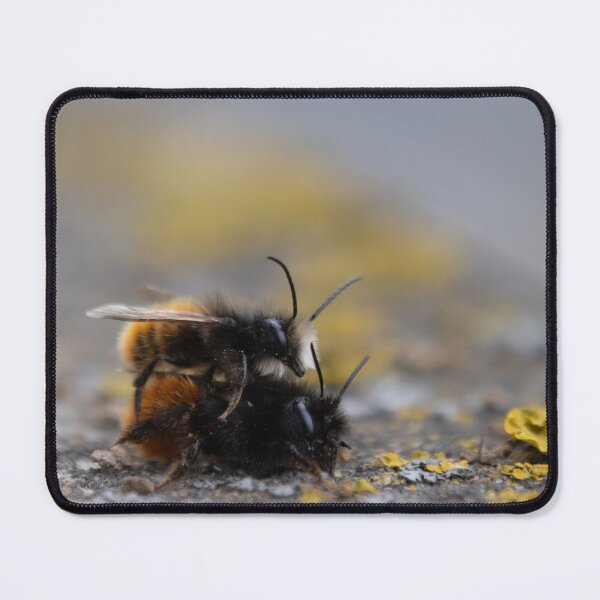 Item preview, European orchard bee designed and sold by Calidris Fotografie Steffi & Ben Köppler.
