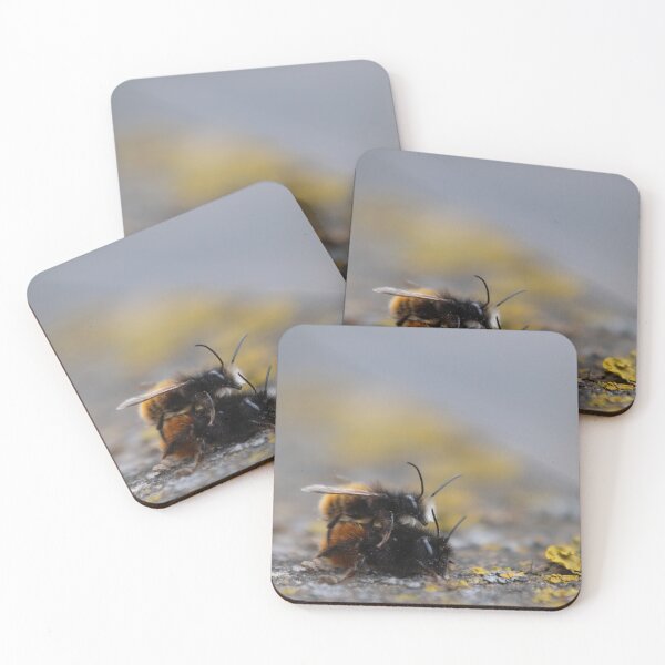 Item preview, European orchard bee designed and sold by Calidris Fotografie Steffi & Ben Köppler.