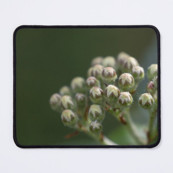 Item preview, Aronia designed and sold by Calidris Fotografie Steffi & Ben Köppler.