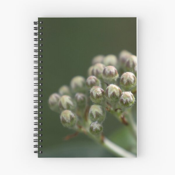 Item preview, Aronia designed and sold by Calidris Fotografie Steffi & Ben Köppler.