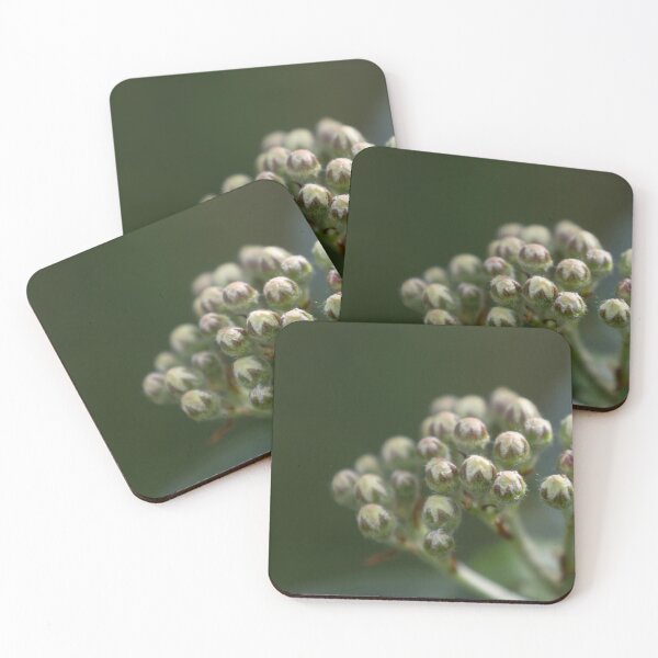 Item preview, Aronia designed and sold by Calidris Fotografie Steffi & Ben Köppler.
