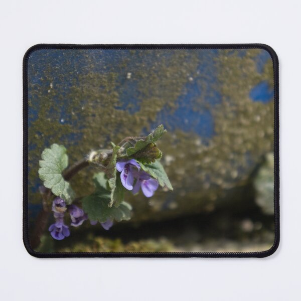 Item preview, Little flower growing under the rain barrel designed and sold by Calidris Fotografie Steffi & Ben Köppler.