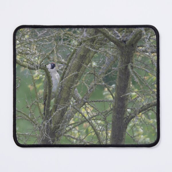 Item preview, European green woodpecker designed and sold by Calidris Fotografie Steffi & Ben Köppler.