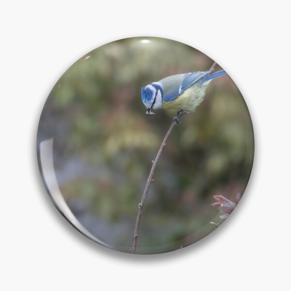 Item preview, Eurasian blue tit designed and sold by Calidris Fotografie Steffi & Ben Köppler.