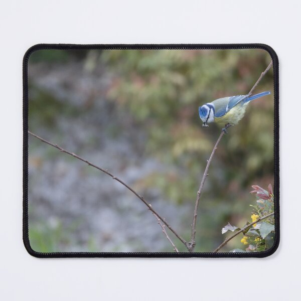 Item preview, Eurasian blue tit designed and sold by Calidris Fotografie Steffi & Ben Köppler.