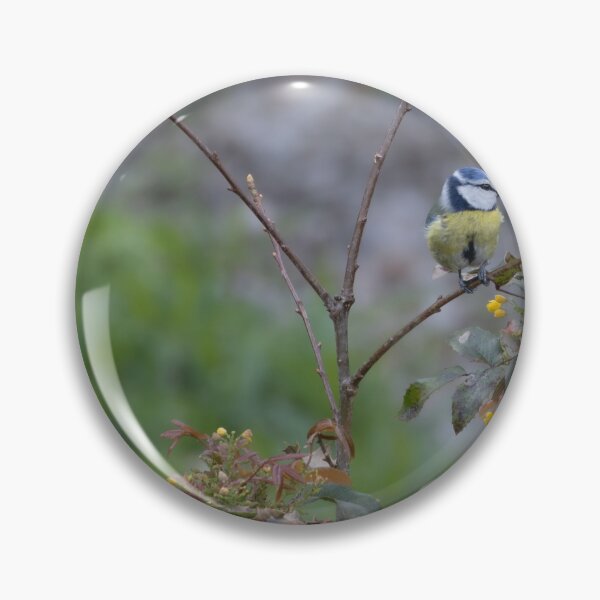 Item preview, Eurasian blue tit designed and sold by Calidris Fotografie Steffi & Ben Köppler.