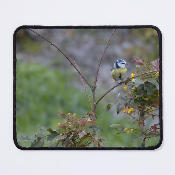 Item preview, Eurasian blue tit designed and sold by Calidris Fotografie Steffi & Ben Köppler.