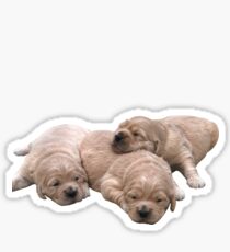 Golden Retriever Puppies Sticker