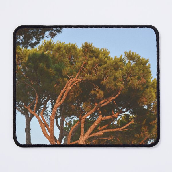 Item preview, Italian Stone Pine at Sunset - Mediterranean Trees Nature Photography designed and sold by CarolinaReina.