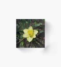 Daffodil Acrylic Block