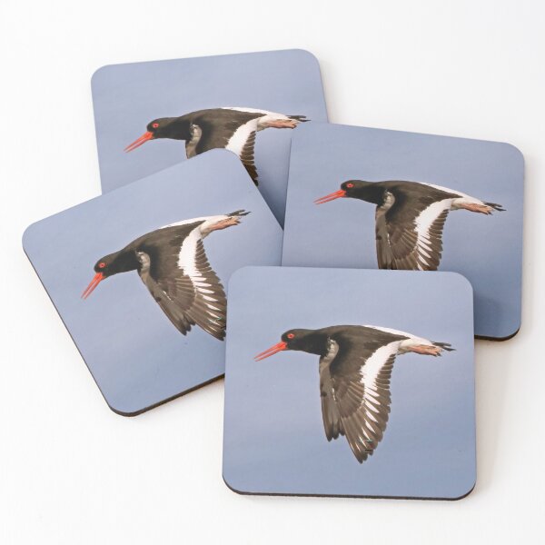 Item preview, Oystercatcher in Flight designed and sold by Tom McPherson Photography.