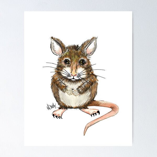 field mouse drawing