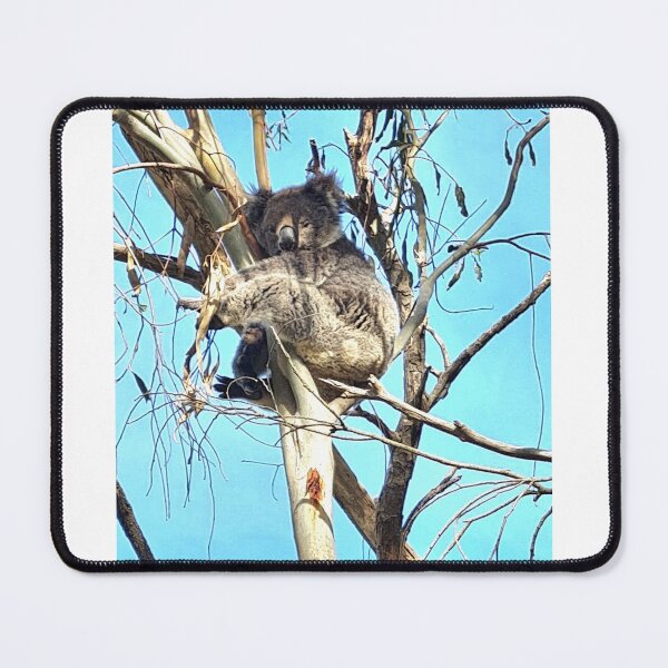 Item preview, koala, australia, australian animals, cute, marsupials, animals. designed and sold by Roslyn1978.