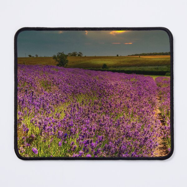 Item preview, Sunset Lavender designed and sold by StephenRphoto.