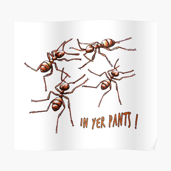 In pants ants yer