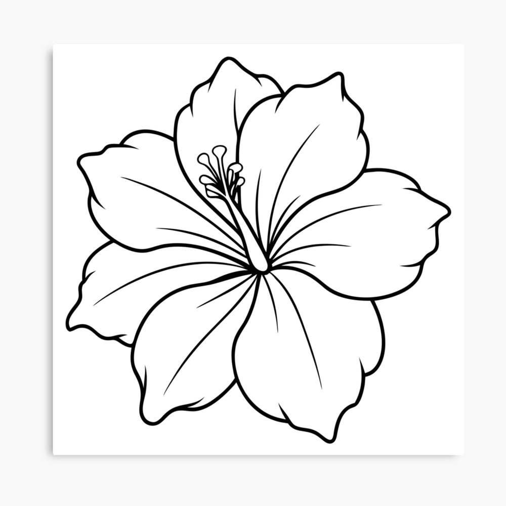 Hibiscus Flower  Poster