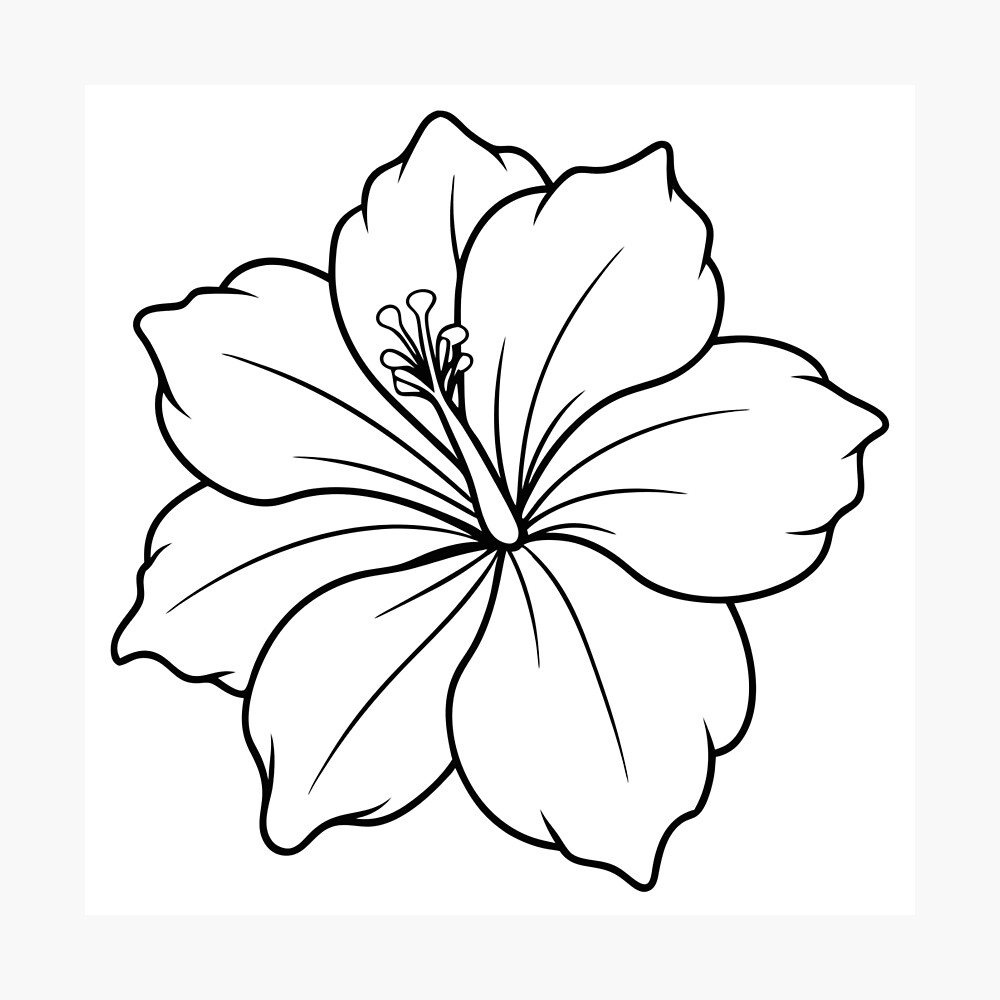 Hibiscus Flower  Poster