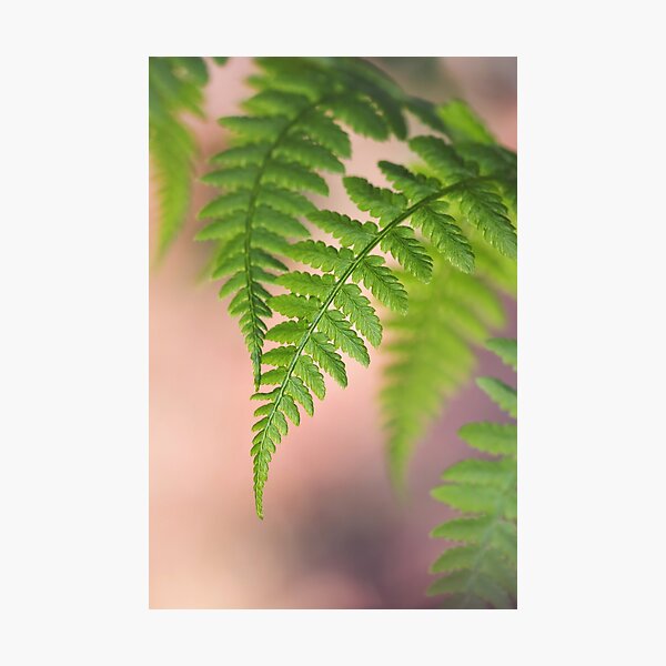 Item preview, Flirtatious Ferns designed and sold by Tracy Friesen.