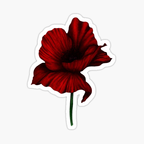 Handpainted watercolour and pen poppy illustration Sticker