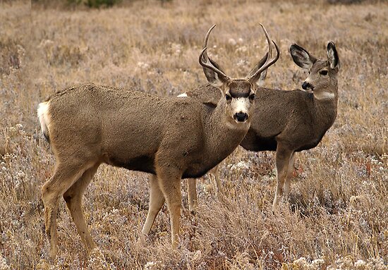 buck-and-doe-posters-by-dawne-olson-redbubble