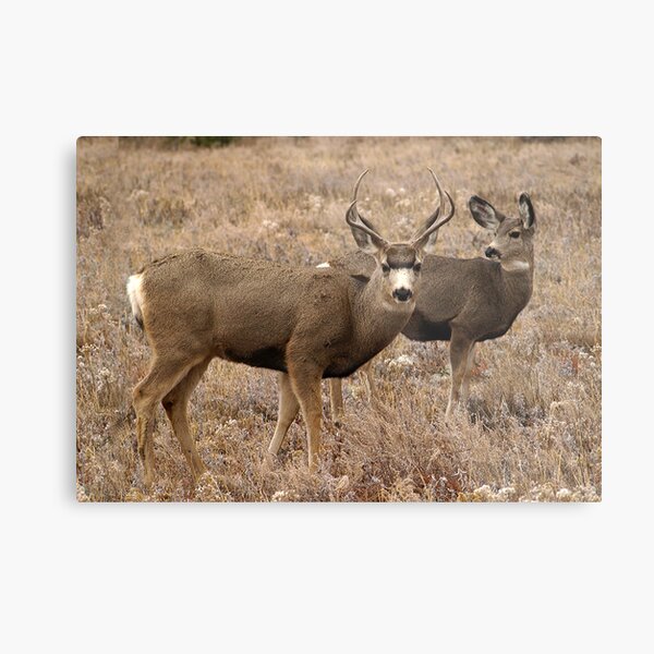 Buck and Doe Metal Print