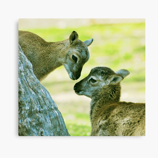 Barbary lambs Canvas Print