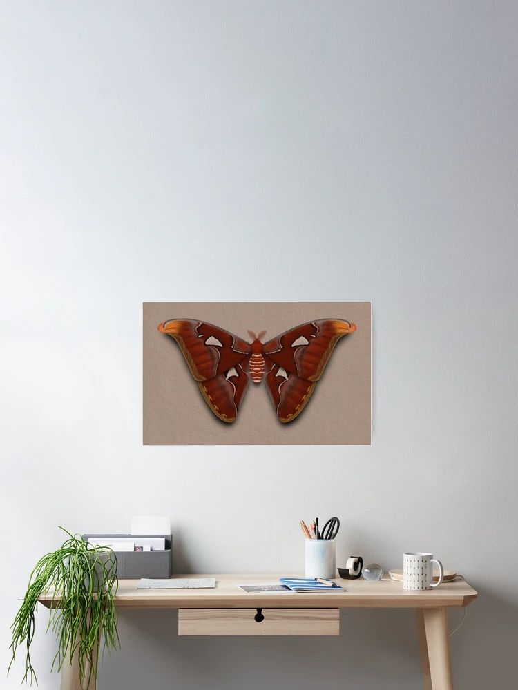 Thumbnail 2 of 3, Poster, Paper Atlas Moth designed and sold by RorisRealms.