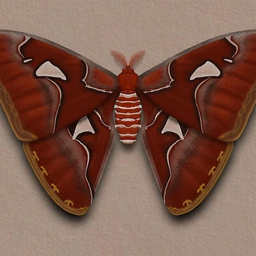 Artwork thumbnail, Paper Atlas Moth by RorisRealms