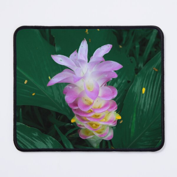 Item preview, Siam tulip or curcuma sessilis gage  designed and sold by wattchii1981.