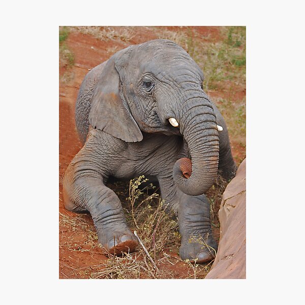 Elephant's Time Out Photographic Print