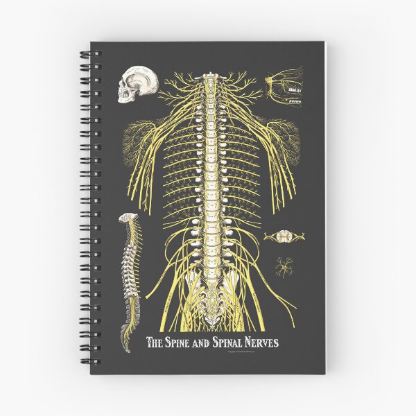 Item preview, Spine and Spinal Nerves Medical Chiropractic Anatomy designed and sold by bodyofelements.