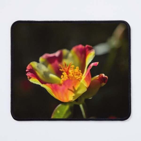 Item preview, Summer colours altogether in one designed and sold by colliophoto.