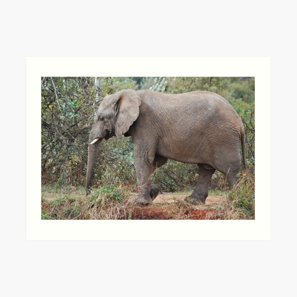 Strolling Art Print