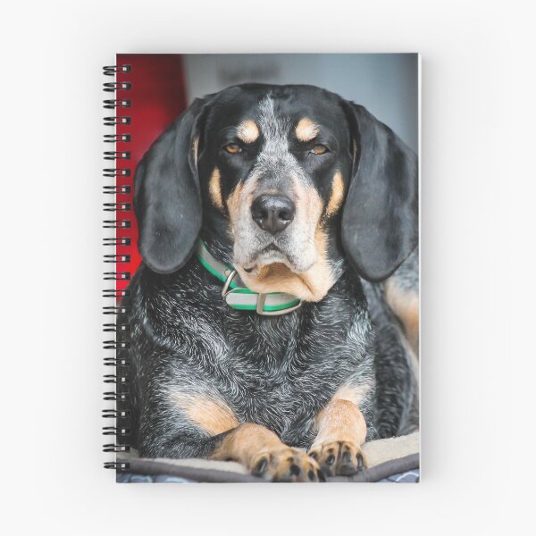 Item preview, Bluetick Coonhound Laying Down designed and sold by Tollbridge.