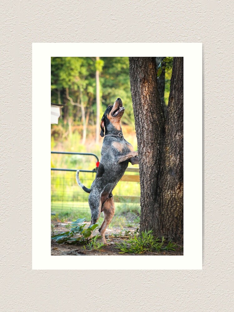 Bluetick Coonhound Treeing Art Print