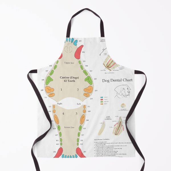 Item preview, Dog Canine Veterinary Dental Tooth Wall Chart designed and sold by bodyofelements.