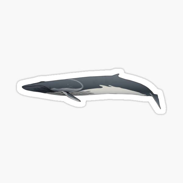 Item preview, Fin Whale designed and sold by devsdraws.