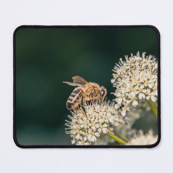 Item preview, Bee on white flowers Green background  designed and sold by ClaireGPhotos.