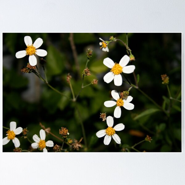 Artikelvorschau, Dandy 1 entworfen und verkauft von jammin245.